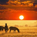به قلب حیات وحش جهان، آفریقا سفر کنید!