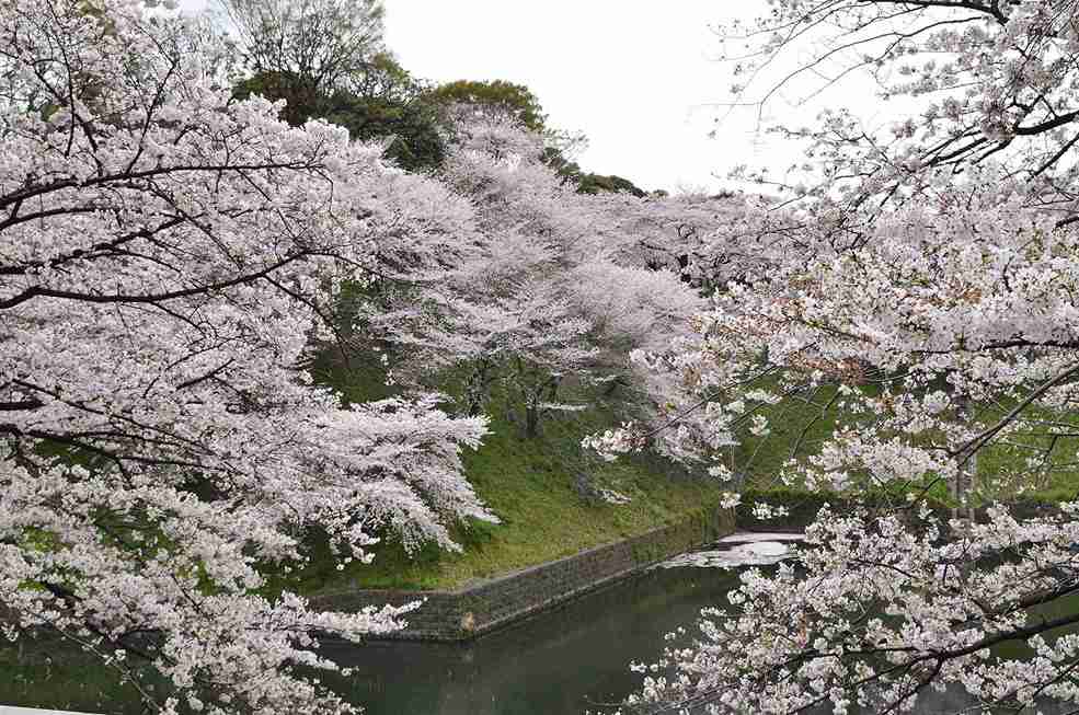 شکوفه‌های گیلاس در توکیو