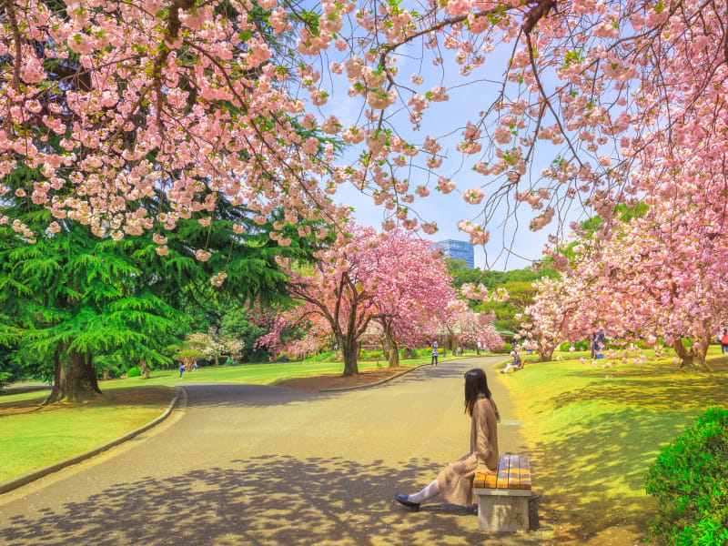 شکوفه‌های گیلاس در توکیو